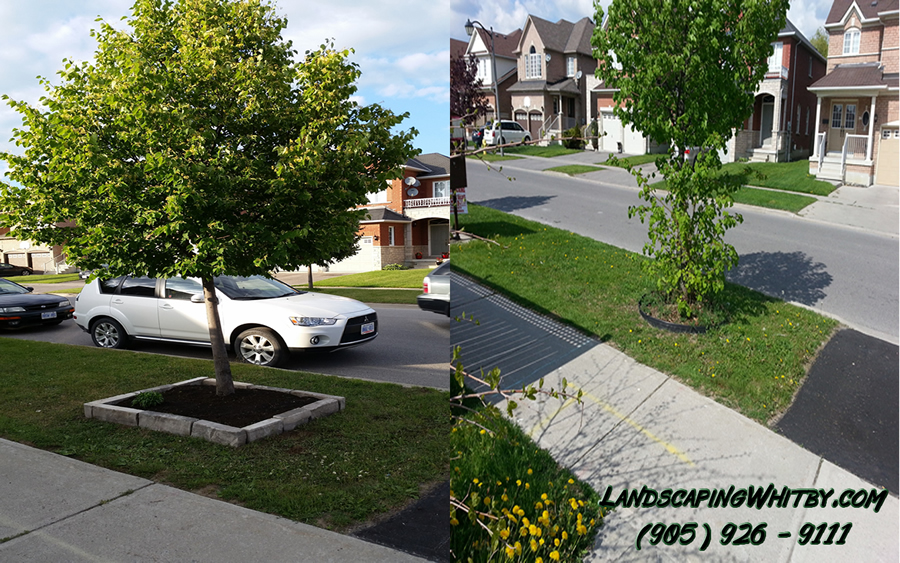 Landscaping Gardening Square Edge Tree Flower Bed
